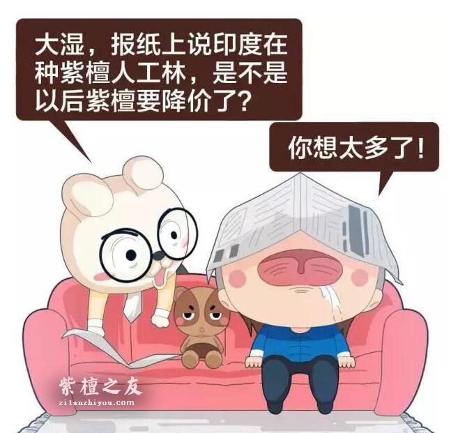印度大规模种植紫檀人工林，小叶紫檀手串要降价了吗？-2