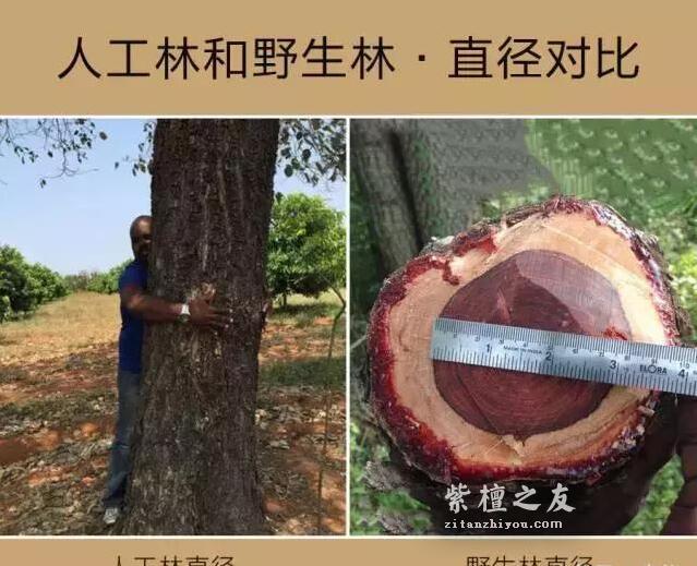 印度大规模种植紫檀人工林，小叶紫檀手串要降价了吗？-9