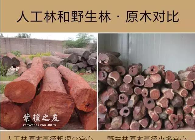 印度大规模种植紫檀人工林，小叶紫檀手串要降价了吗？-10