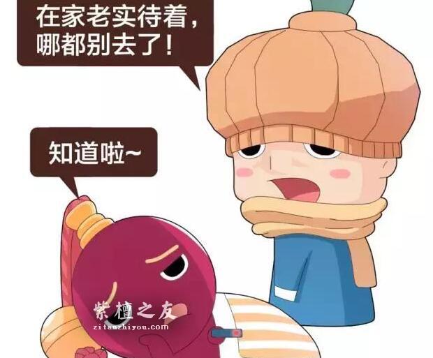 小叶紫檀的冬季保养，一定要学吆-3