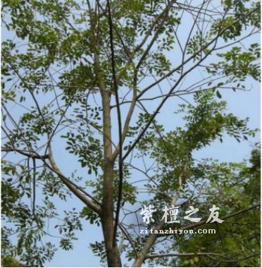 小叶紫檀手串究竟“贵”在何处？-1