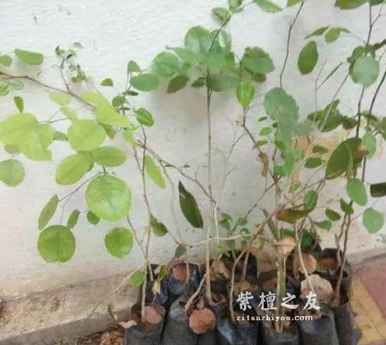 市场上对小叶紫檀认识的误区有哪些？-4