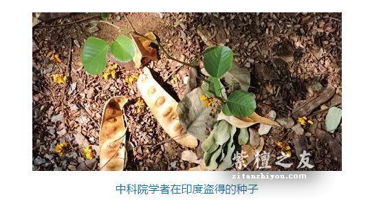 市场上对小叶紫檀认识的误区有哪些？-2