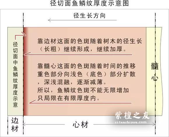 小叶紫檀老料中为什少见鱼鳞纹？-1