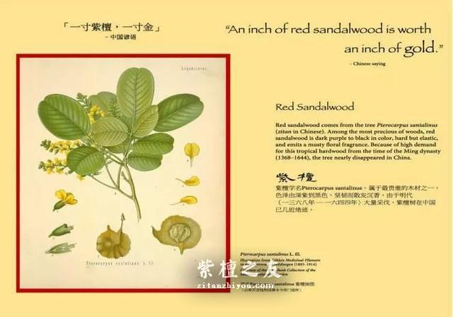 小叶紫檀的收藏价值和升值空间究竟有多大？-2