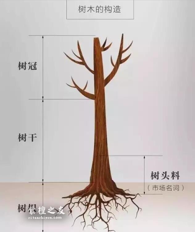 解析小叶紫檀树头料-1