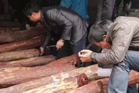 揭秘小叶紫檀金星造假之术