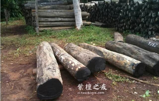 一根大叶檀，半本黑白道：大叶紫檀的江湖野史！-2