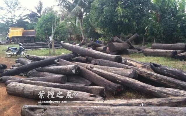 一根大叶檀，半本黑白道：大叶紫檀的江湖野史！-3