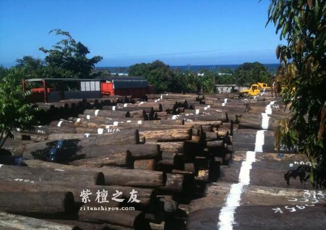 一根大叶檀，半本黑白道：大叶紫檀的江湖野史！-6