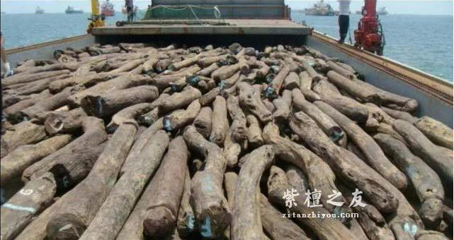 一根大叶檀，半本黑白道：大叶紫檀的江湖野史！-10