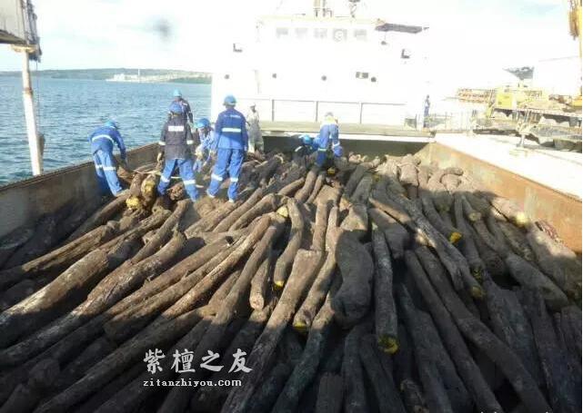 一根大叶檀，半本黑白道：大叶紫檀的江湖野史！-11