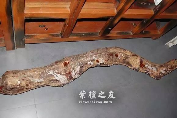 前线“特工”曝紫檀赌树攻略-2
