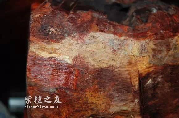 前线“特工”曝紫檀赌树攻略-9