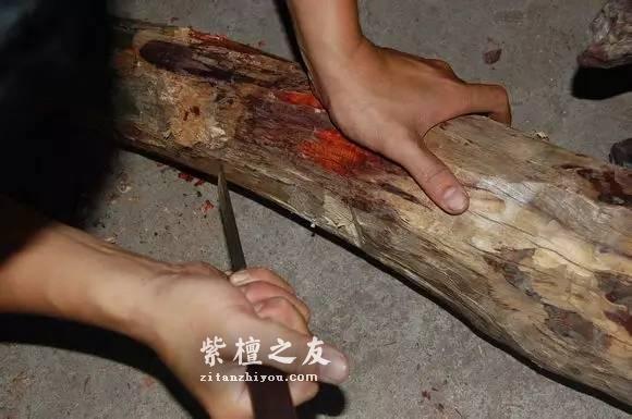 前线“特工”曝紫檀赌树攻略-7