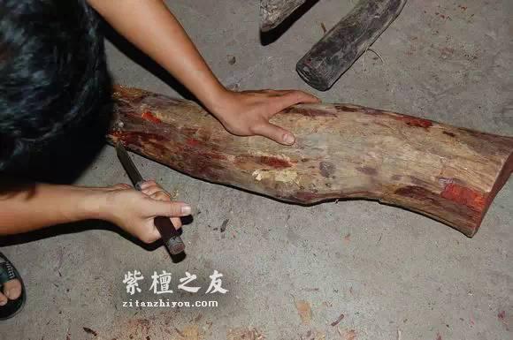 前线“特工”曝紫檀赌树攻略-6