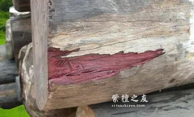 红木百科--大叶紫檀（卢氏黑黄檀）-3