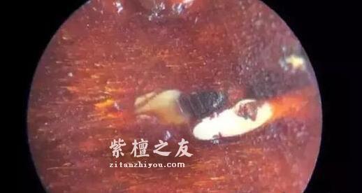 关于小叶紫檀真假金星的问题-8