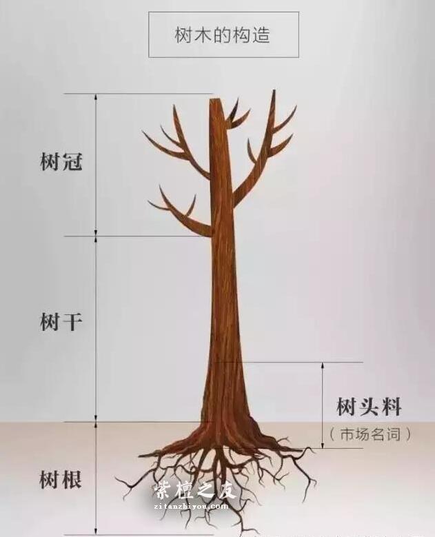 何谓小叶紫檀树头料，为什么玩紫檀都喜欢树头料？-1
