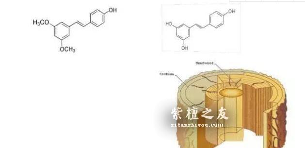传奇紫檀！《佛说旃檀树经》：此树香洁，治人百病，世所稀有！-8
