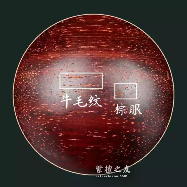 最通俗易懂的小叶紫檀入门篇-2