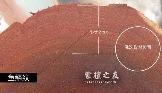 关于小叶紫檀的“鱼鳞纹”，你知道多少？-3