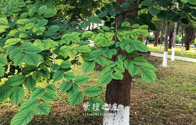 小叶紫檀知识简编40条，看完你也成专家-1