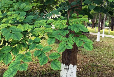 小叶紫檀知识简编40条，看完你也成专家