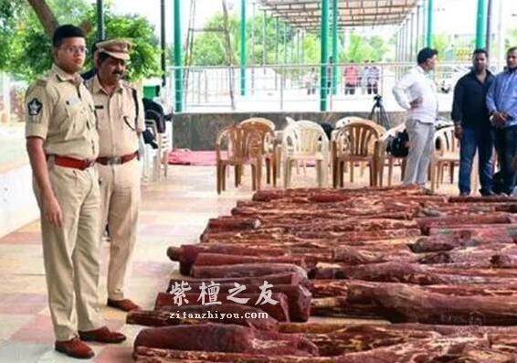 小叶紫檀与印度头号江湖大盗“森林之猫”-3