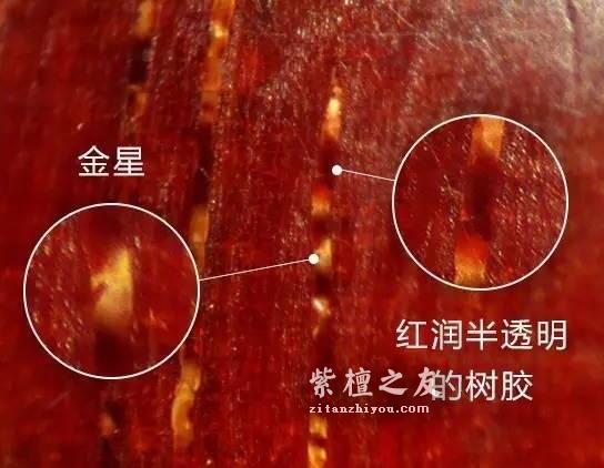 想要深入了解金星小叶紫檀？这篇文章你必须看-2