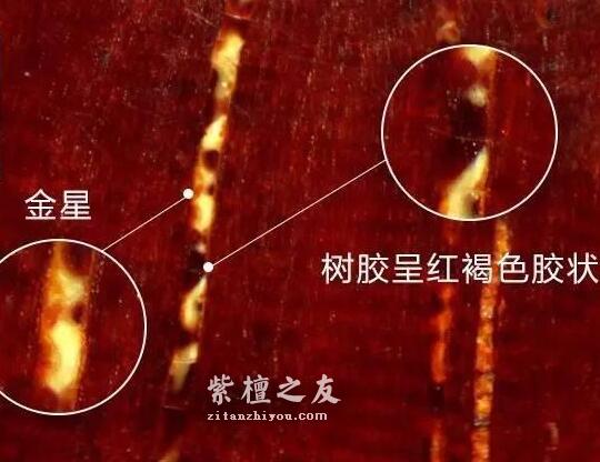 想要深入了解金星小叶紫檀？这篇文章你必须看-3