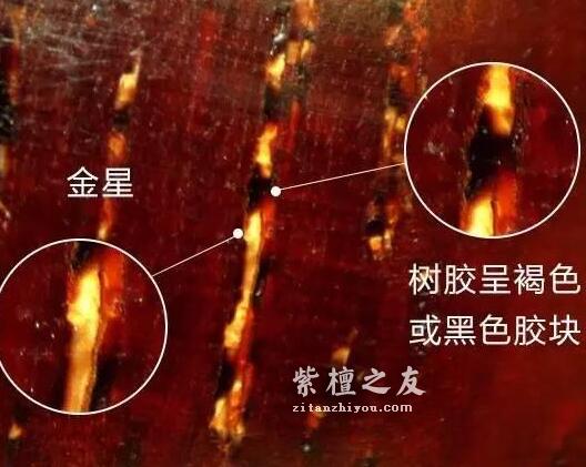 想要深入了解金星小叶紫檀？这篇文章你必须看-4