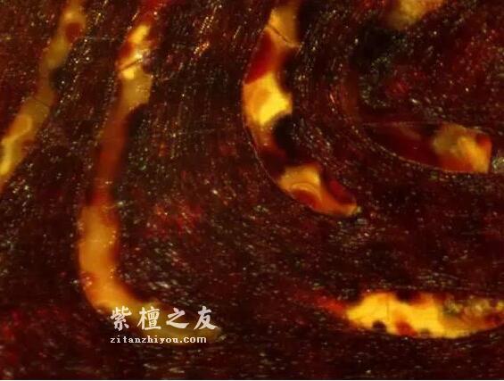 想要深入了解金星小叶紫檀？这篇文章你必须看-12