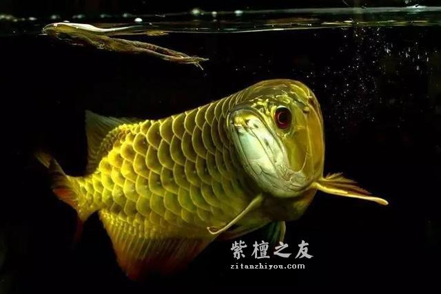 深入了解小叶紫檀鱼鳞纹，看完这篇保证你不会懵逼！-1