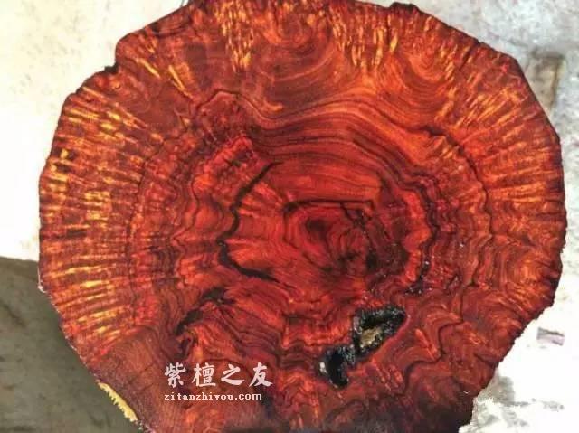 小叶紫檀瘿子、瘤疤详细图解-7