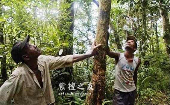 紫檀在印度是怎么开发利用的呢？万万没想到，竟然......-8