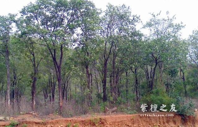 五个颠覆认知的紫檀真相-5