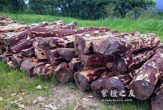 是非成败转头空，血檀和紫檀的纠缠还会继续吗？-2
