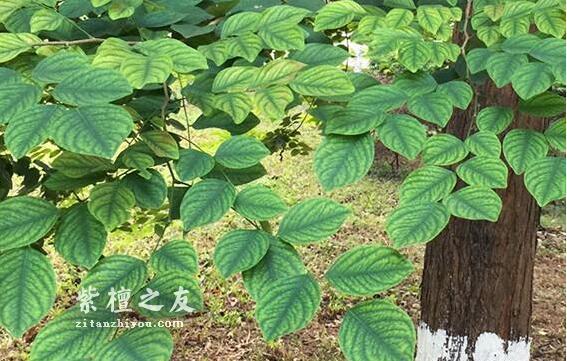 “小叶紫檀”名称的由来，与树叶大小无关-1