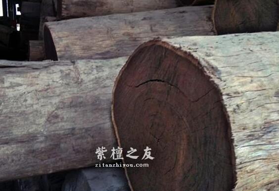 “小叶紫檀”名称的由来，与树叶大小无关-2