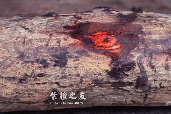 疯狂的染料，掠夺和损害，欧洲人对紫檀到底做了什么？-3