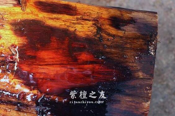 疯狂的染料，掠夺和损害，欧洲人对紫檀到底做了什么？-4