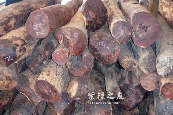 疯狂的染料，掠夺和损害，欧洲人对紫檀到底做了什么？-5