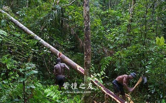 揭秘小叶紫檀和宗教鲜为人知的历史渊源-6