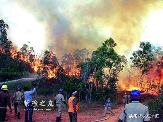 小叶紫檀“十檀九空”的真正原因，并不是很多人所说的那样-6
