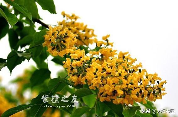 小叶紫檀树木和木材知识简编-5