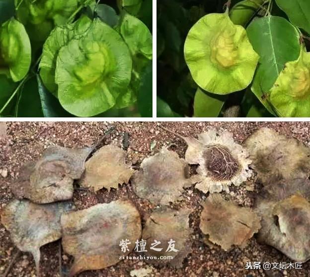 小叶紫檀树木和木材知识简编-6