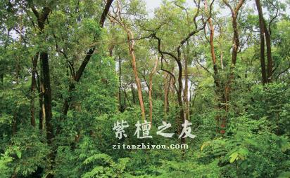 鉴别小叶紫檀鉴赏家与植物学家的说法互异，众说纷纭！-1
