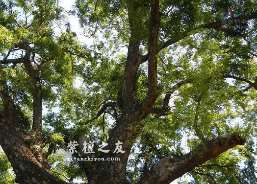 小叶紫檀有6个好处，让女人彻底放弃穿金戴银！-4