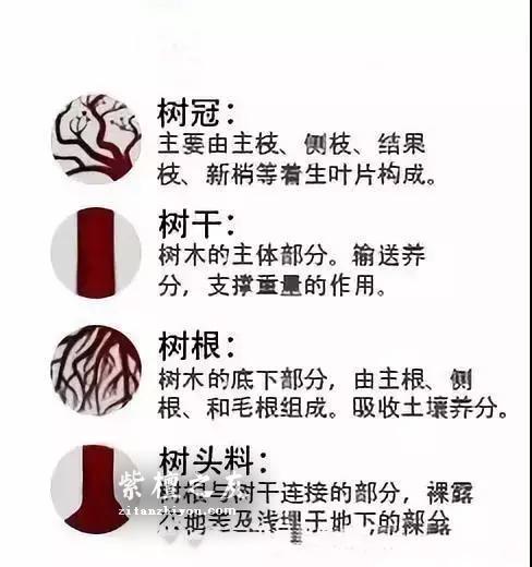 为什么很多玩家喜欢小叶紫檀树头料？-3